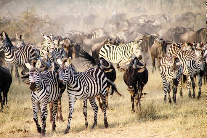 6 Days Northern Safari Circuit in Africa / Tanzania, image_2