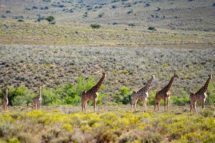  Mont Eco Private Game Reserve in South Africa / Western Cape, image_3