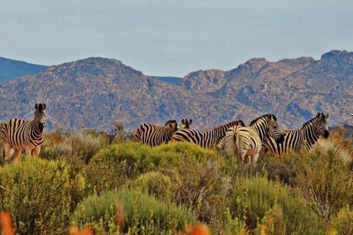  Kagga Kamma Nature Reserve in South Africa / Western Cape, image_2