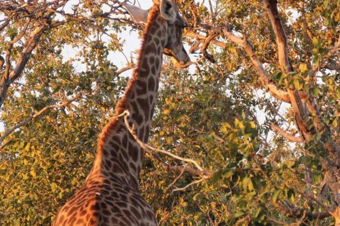  Ndlovu Safari Lodge in South Africa / Limpopo, image_2