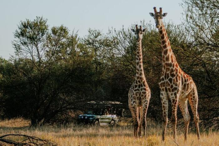 Africamps Waterberg in South Africa / Limpopo, image_2