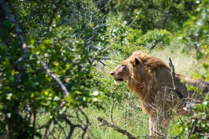 Mjejane  Bush Camp in South Africa / Kruger National Park, image_2