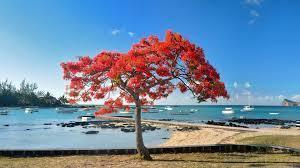 Shared in IOI / Mauritius, image_2