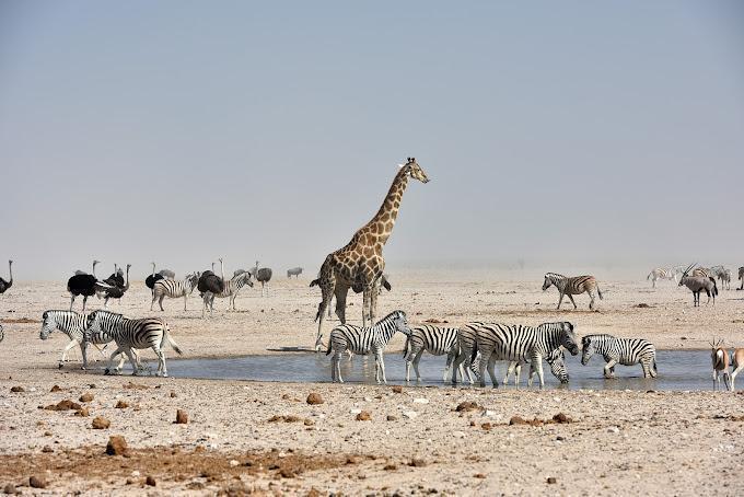 Namibia's Northern Escape Package (4 Nights) in Africa / Namibia, image_1