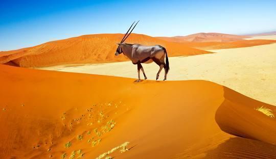 Namibia's Ultimate Journey Package (6 Nights) in Africa / Namibia, image_3