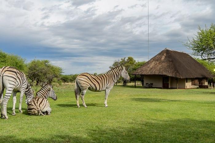  Mongena Private Game Lodge in South Africa / Gauteng, image_1