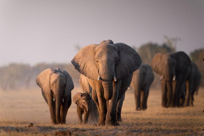 Camp Moremi in Africa / Botswana, image_3
