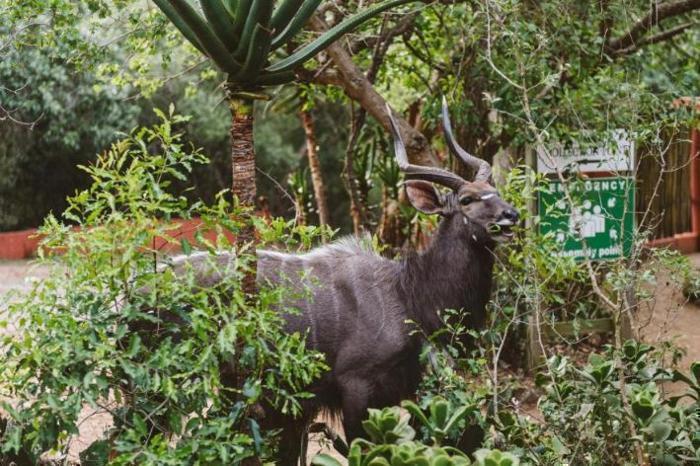  Hluhluwe River Lodge in South Africa / KwaZulu-Natal, image_3