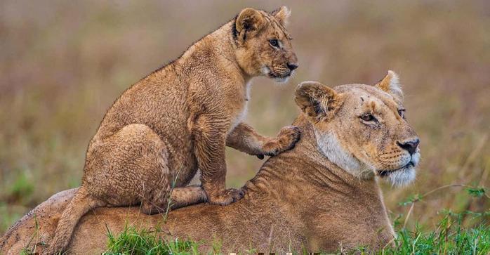 Malindi Beach & Tsavo Bush in Africa / Kenya, image_3