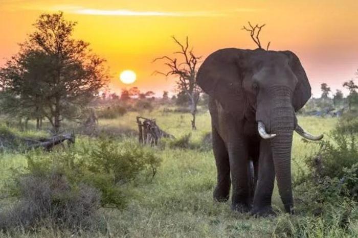 Kruger Shalati & Untamed Tshokwane in South Africa / Kruger National Park, image_2