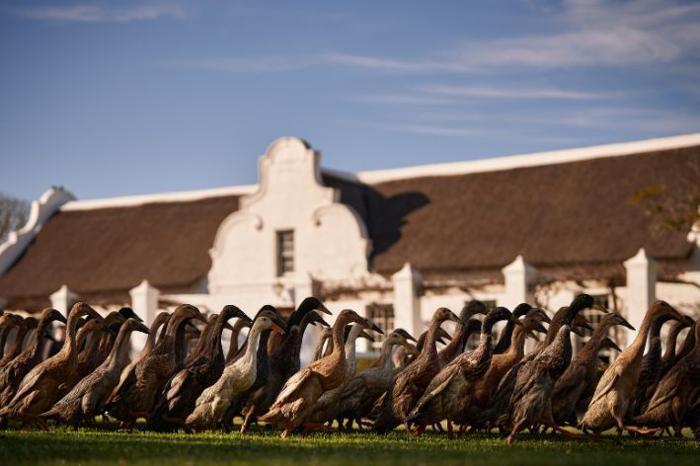  Vergenoegd Low Boutique Hotel & Spa in South Africa / Cape Winelands, image_2