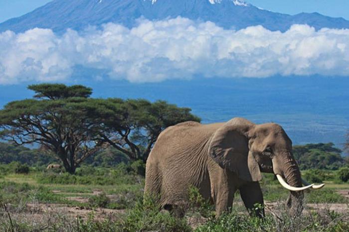 4 Days Parks & Peaks in Africa / Kenya, image_2