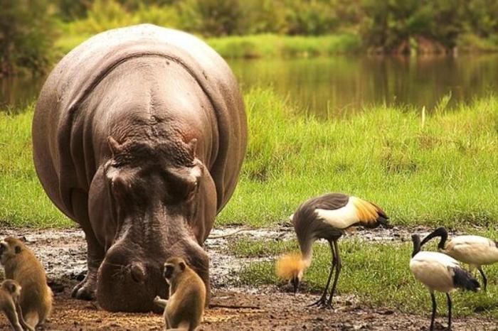 4 Days Parks & Peaks in Africa / Kenya, image_1