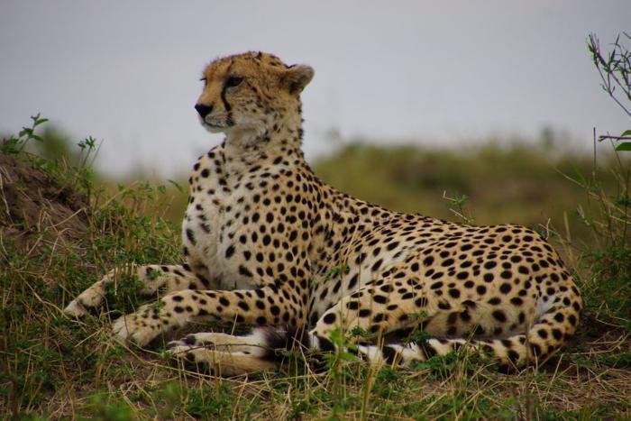 8 Days Cheetah Safari in Africa / Kenya, image_3