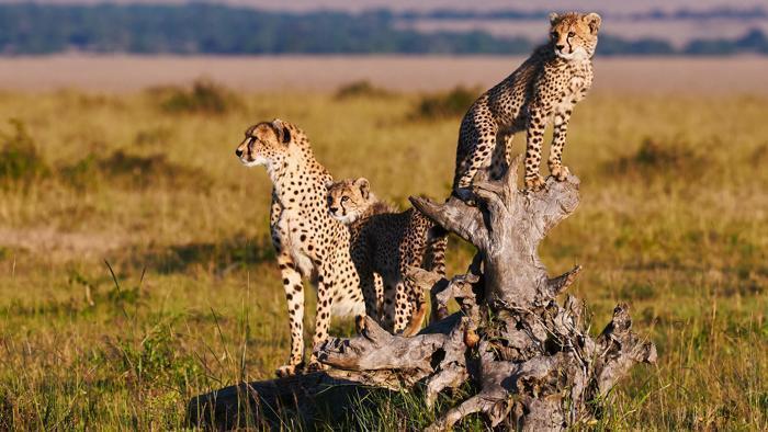 8 Days Cheetah Safari in Africa / Kenya, image_1