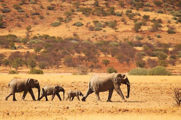 Etosha and Damaraland Escape Package (6 Nights) in Africa / Namibia, image_2