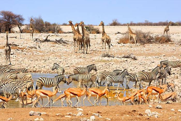 Gateway to Untamed Namibia Package (5 Nights) in Africa / Namibia, image_1