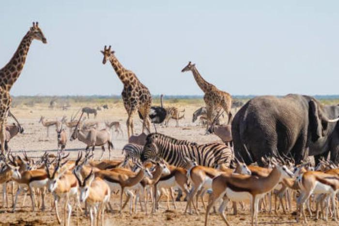 Gateway to Untamed Namibia Package (5 Nights) in Africa / Namibia, image_2